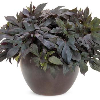 Ipomoea batatas - Sweet Potato Vine 'Blackie'