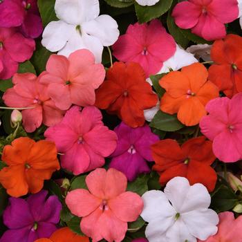 Impatiens walleriana - Impatiens 'Beacon Formula Mix'