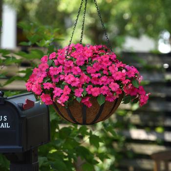 Impatiens walleriana - Impatiens 'Beacon Rose'