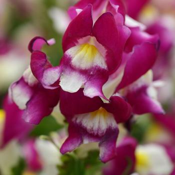 Antirrhinum majus - Snapdragon 'Snapshot Burgundy Bicolor'