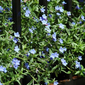 Lithodora diffusa - Lithodora 'Grace Ward'