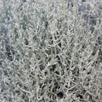 Calocephalus brownii - Silver Bush