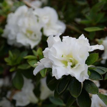 Rhododendron x - Perfecto Mundo® Double White