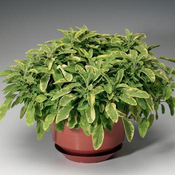 Salvia officinalis - Sage 'Celebration'
