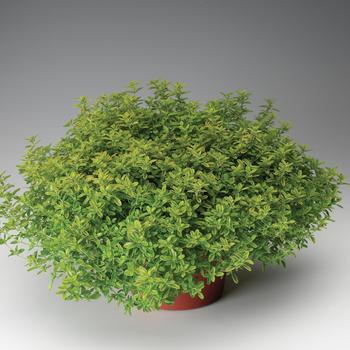 Thymus x fragrantissimus - Thyme 'Orange'