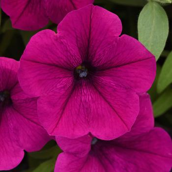 Petunia x hybrida - Cannonball™ Petunia