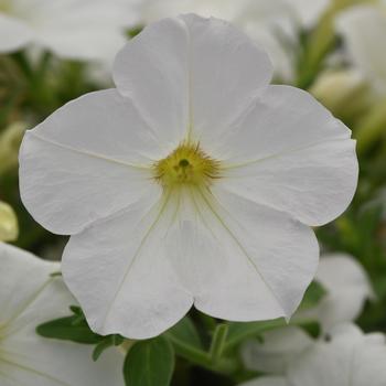 Petunia hybrida - Petunia 'Cannonball White'