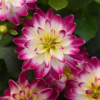 Dahlia hybrida - Dahlia 'Dahlita Purple+White Eye'