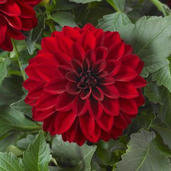 Dahlia hybrida - Dahlia 'Dalaya Vampire Improved'