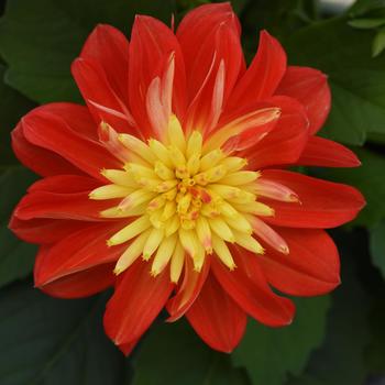 Dahlia hybrida - Dahlia 'Dalaya Fireball'