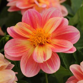 Dahlia hybrida - Dahlia 'Dalaya Pink Lemon'