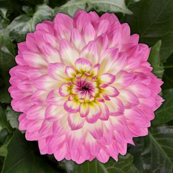 Dahlia hybrida - Dahlia 'Venti Pink+White Eye'