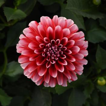 Dahlia hybrida - Dahlia 'Venti Red+White'