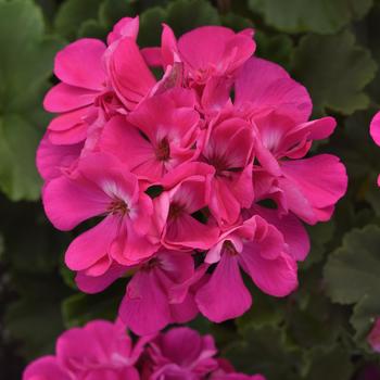 Pelargonium x hortorum (Zonal Geranium) - Geranium 'Moonlight Blue'