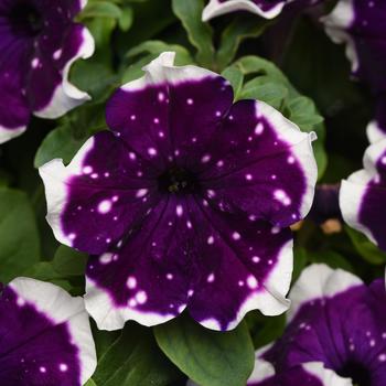 Petunia hybrid - Main Stage™ 'Glacier Sky'