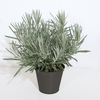 Helichrysum italicum - Curry Plant