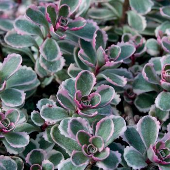 Sedum spurium (Stonecrop) - Sedum 'Patagonia'