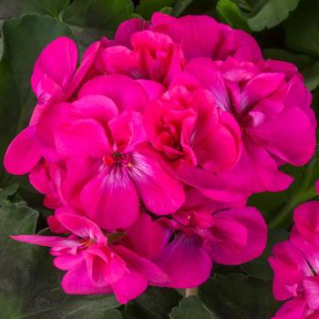 Pelargonium (Interspecific Geranium) - Geranium 'Calliope Medium Dark Pink'