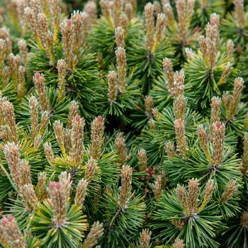 Pinus mugo var. pumilio - Dwarf Mountain Pine