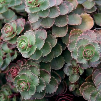 Sedum spurium - Stonecrop 'Dragon's Blood'