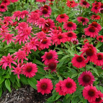 Echinacea - Coneflower 'Sombrero Baja Burgundy'