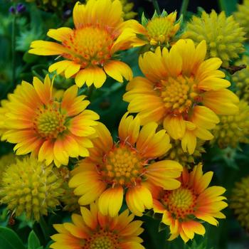 Gaillardia aristata - Blanket Flower 'Arizona Apricot'