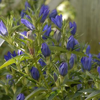 Gentiana - Gentian 'Blue Star'