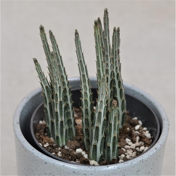 Senecio stapeliiformis - Pickle Plant