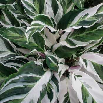 Calathea 'White Fusion' - Calathea 'White Fusion'