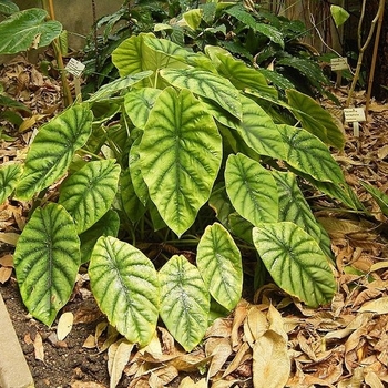 Alocasia baginda - Alocasia 'Dragon Scale'