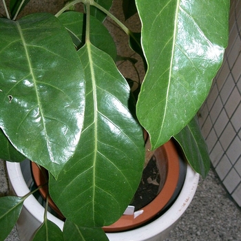 Schefflera - Schefflera 'Alpine'