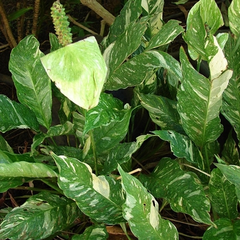 Spathiphyllum - Peace Lily 'Domino'