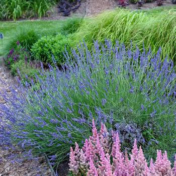 Lavandula x intermedia 'Niko' PP24193 (Lavender) - Phenomenal Lavender