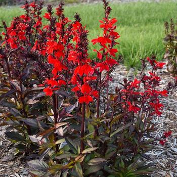 Lobelia x speciosa - Lobelia 'Starship Scarlet'