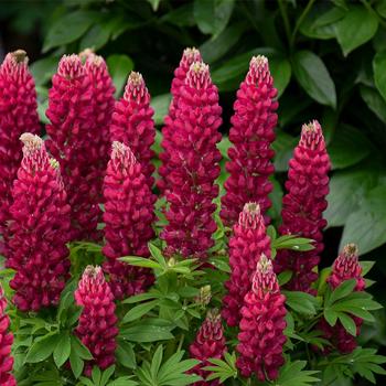 Lupinus polyphyllus - Lupine 'Gallery Mix'