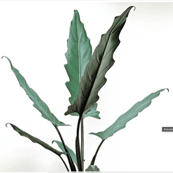 Alocasia hybrid 'Purple Sword' - Alocasia 'Purple Sword