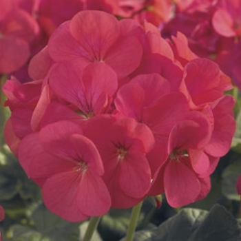 'Maverick Coral' - Seed Geranium