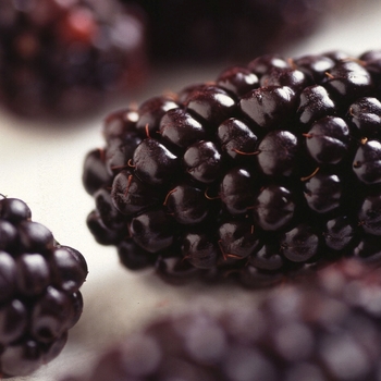 Rubus - Blackberry 'Columbia Star'