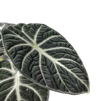 Alocasia reginula - Alocasia 'Black Velvet'