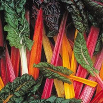 Beta vulgaris var cicla - Swiss Chard 'Bright Lights' 