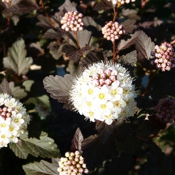 Physocarpus - Ninebark 'Panther'