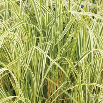 Calamagrostis acutiflora - Feather Reed Grass 'Overdam' 