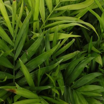 Chamaedorea elegans (Parlor Palm) - Palm 'Neanthe Bella'