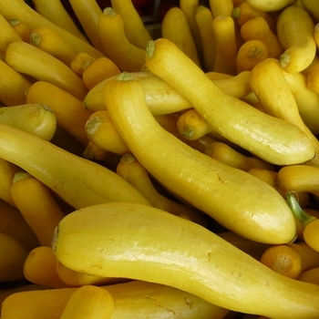 Cucurbita pepo (Summer Squash) - Squash 'Superpik'