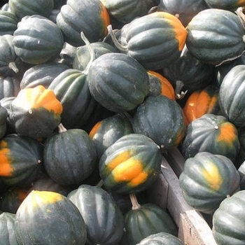 Curcurbita pepo (Acorn Squash) - Squash 'Table Ace'