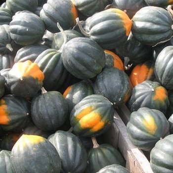 Acorn Squash - Acorn Squash 'Table Ace'