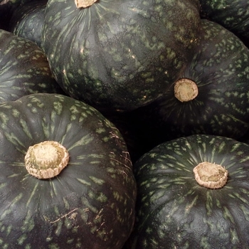 Butter Cup Kabocha Squash - Butter Cup 'Space Station'