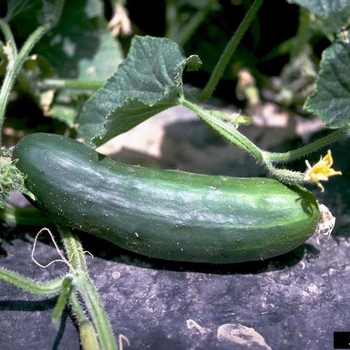 Cucumis sativus - Cucumber 'Market More'