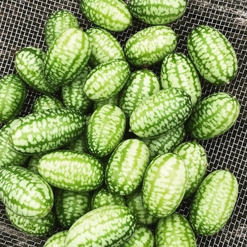 Melothria scabra (Mexican Gherkin) - Cucumber 'Cucamelon'