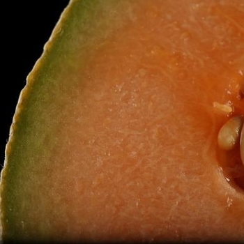 Melon - Melon 'Ambrosia'